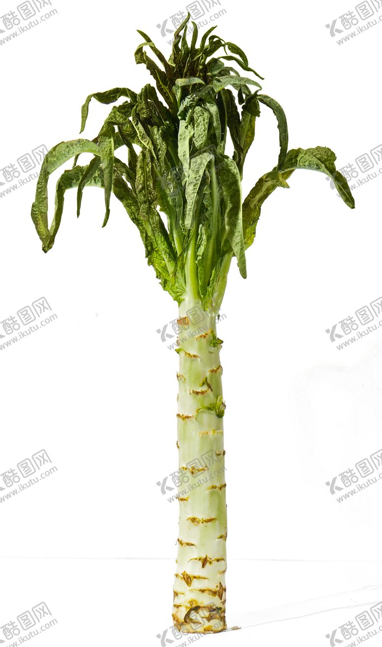 编号：43346109290548407832【酷图网】源文件下载-蔬菜莴笋