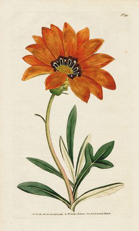 欧式复古色调花朵植物