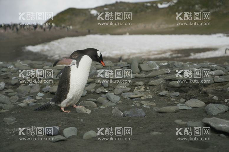 编号：97065612022323132258【酷图网】源文件下载-企鹅