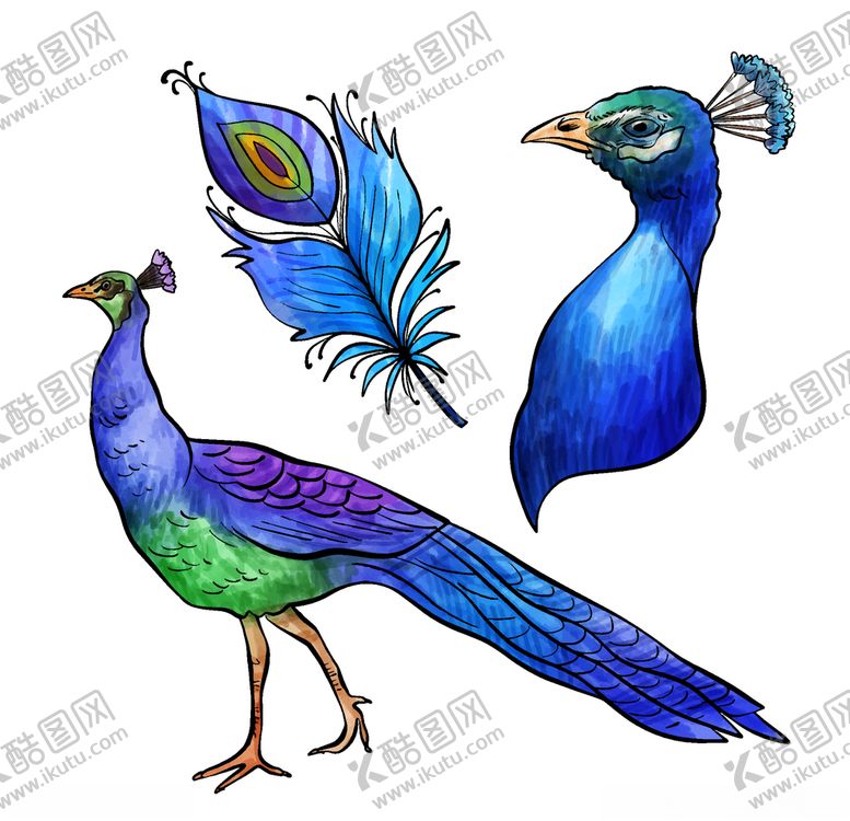 编号：92744309240259366484【酷图网】源文件下载-孔雀