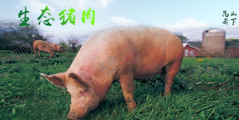 编号：61761310081810235148【酷图网】源文件下载-生鲜猪肉详情创意海报设计图片