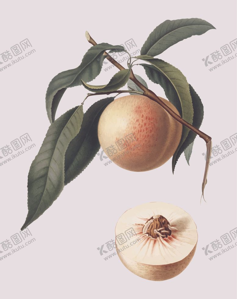 编号：60257107010556391269【酷图网】源文件下载-桃子