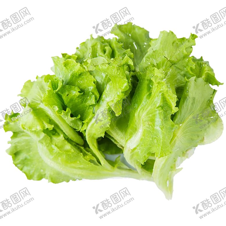 编号：65802604180840522085【酷图网】源文件下载-生菜