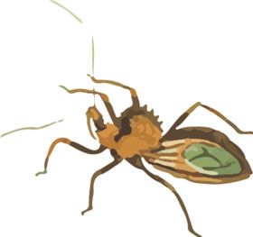 惊蛰昆虫中式插画海报