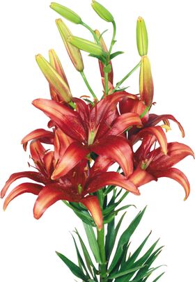 百合花