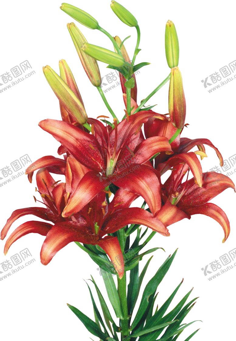 编号：67701609162246537101【酷图网】源文件下载-百合花