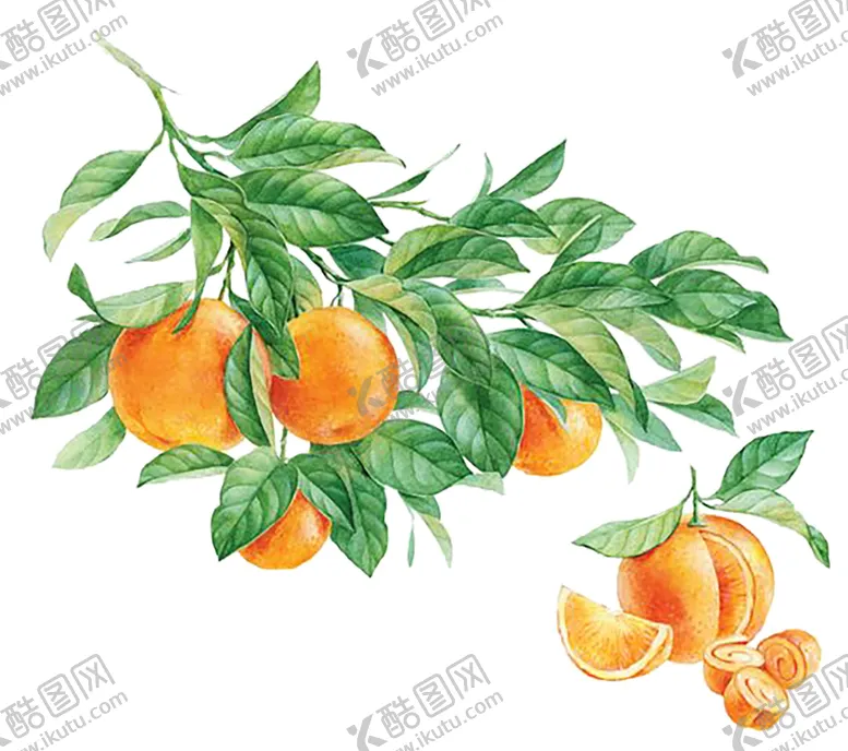 编号：23572806302042217311【酷图网】源文件下载-水果
