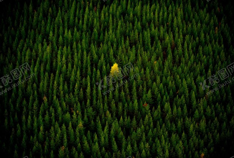 编号：72257709222130066154【酷图网】源文件下载-森林