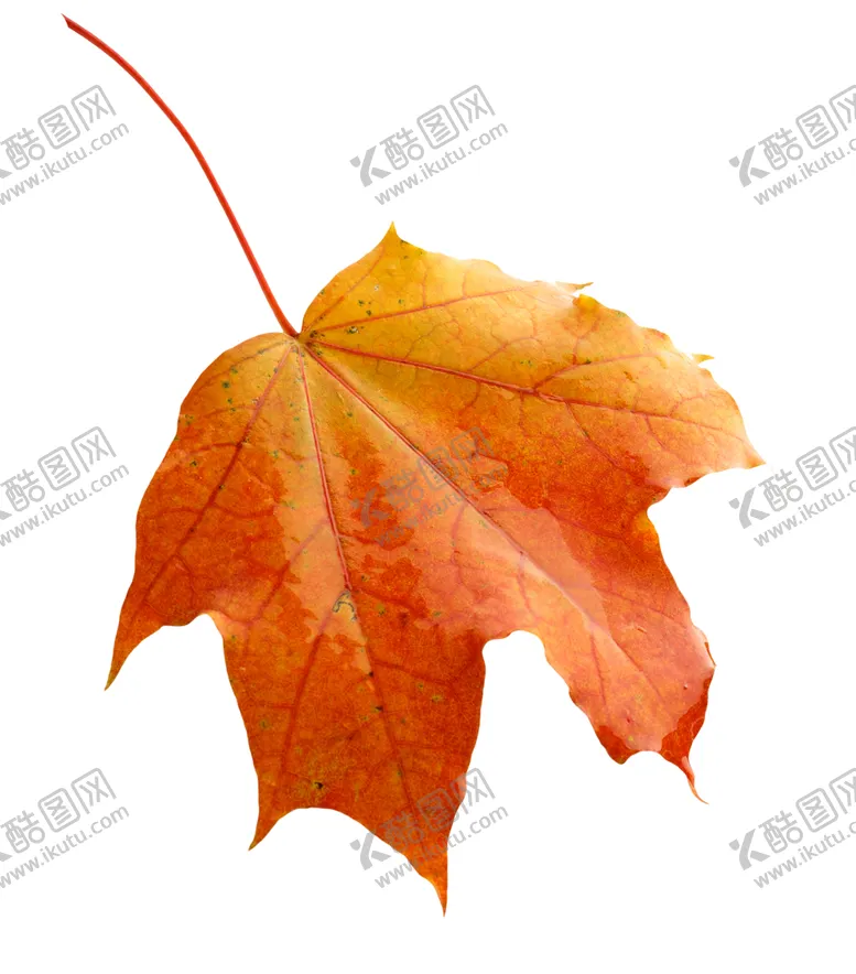 编号：92755407080851323736【酷图网】源文件下载-枫叶