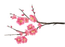 梅花素材
