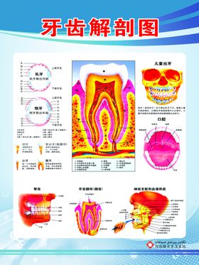 肛肠科系统解刨示意图