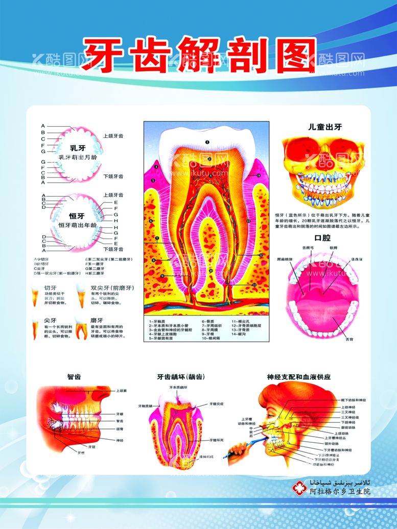 编号：11412011252138332867【酷图网】源文件下载-牙齿解刨图