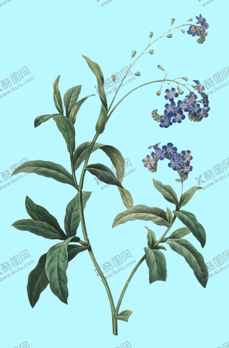 编号：74973107040421316273【酷图网】源文件下载-手绘花朵