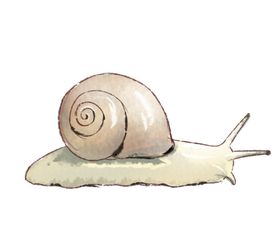手绘蜗牛插画