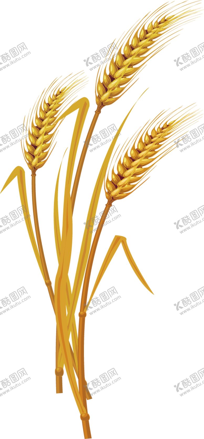 编号：24724504061044181849【酷图网】源文件下载-麦穗