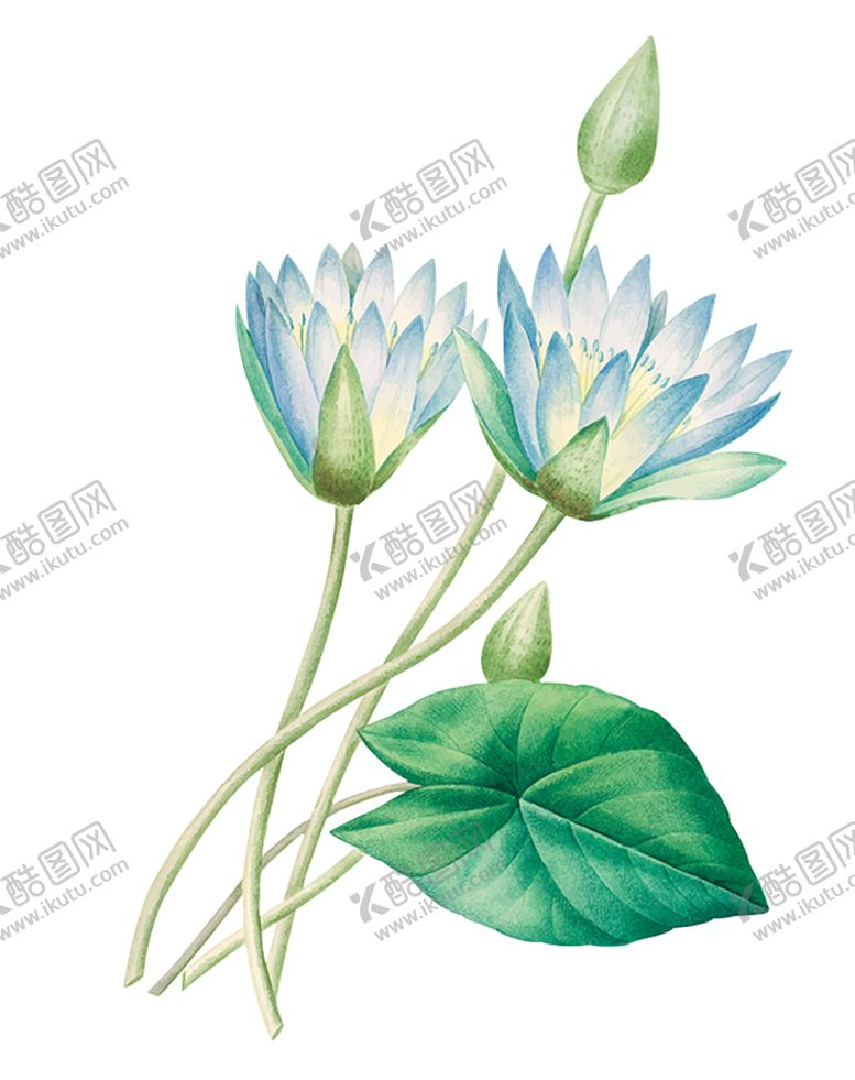 编号：50780504290053189480【酷图网】源文件下载-彩绘睡莲