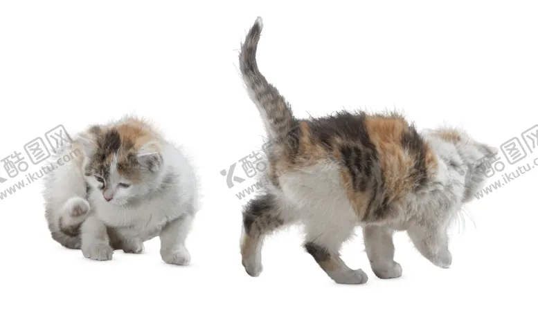 编号：23047201271417234244【酷图网】源文件下载-猫素材