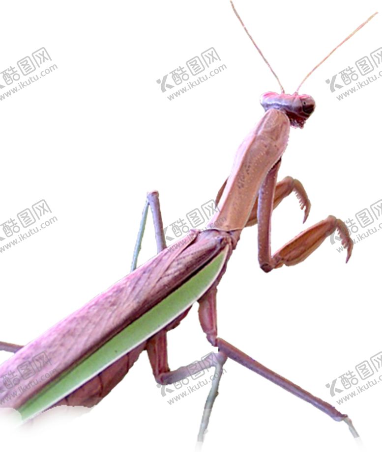 编号：35549105050002131254【酷图网】源文件下载-螳螂
