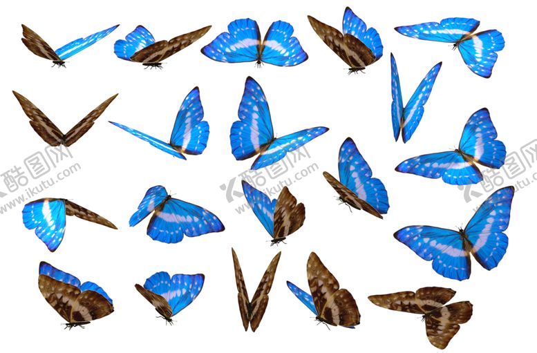 编号：78872210081022054929【酷图网】源文件下载-蝴蝶