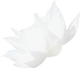 荷花元素