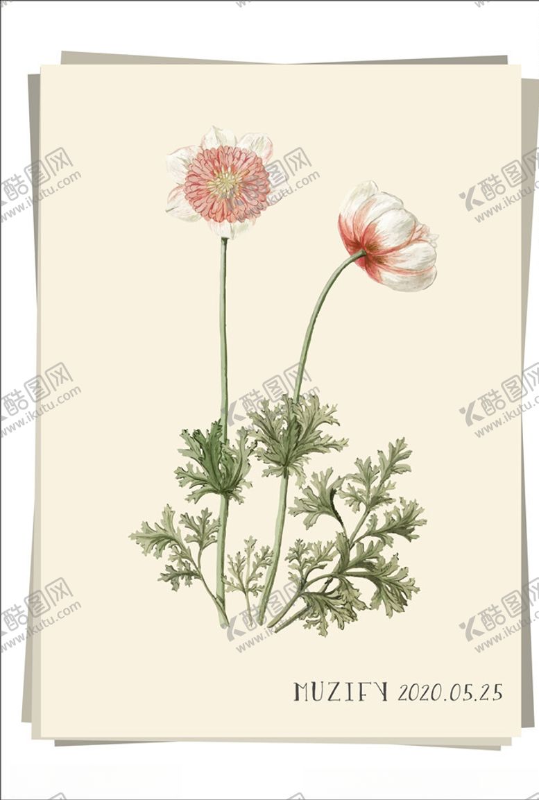 编号：58809009251806058117【酷图网】源文件下载-银莲花植物图鉴