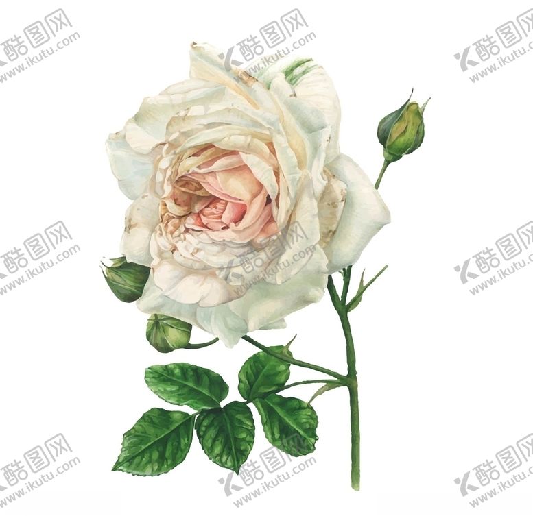 编号：10872310030734357209【酷图网】源文件下载-手绘玫瑰