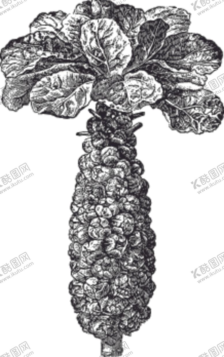 编号：80776710271343264181【酷图网】源文件下载-素描手绘蔬菜