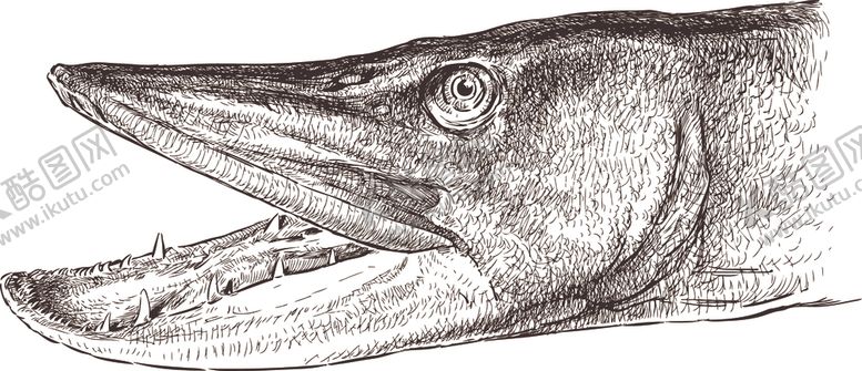 编号：17767310300318223677【酷图网】源文件下载-卡通鱼