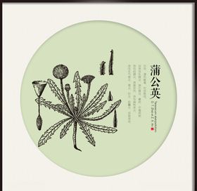 蒲公英中药线图
