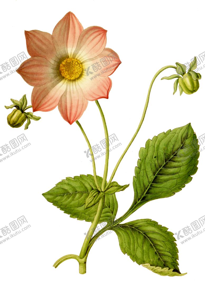 编号：27120306231509357024【酷图网】源文件下载-复古鲜花植物装饰图案