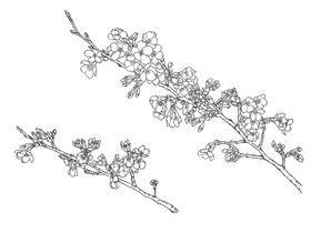 梅花樱花