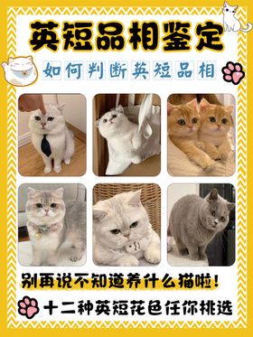 猫咪海报