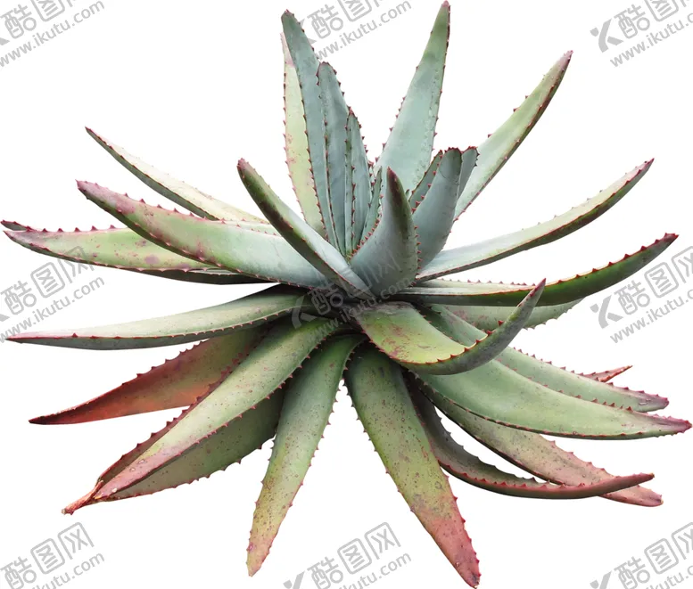 编号：20689909120453009598【酷图网】源文件下载-免扣植物素材