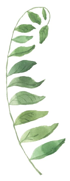 手绘植物花卉