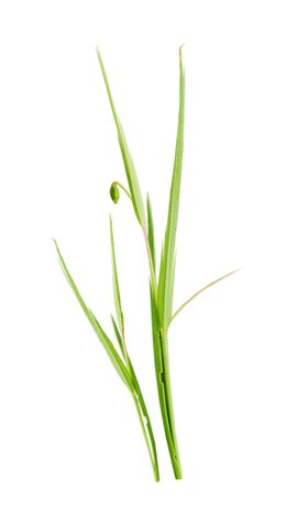 绿色植物