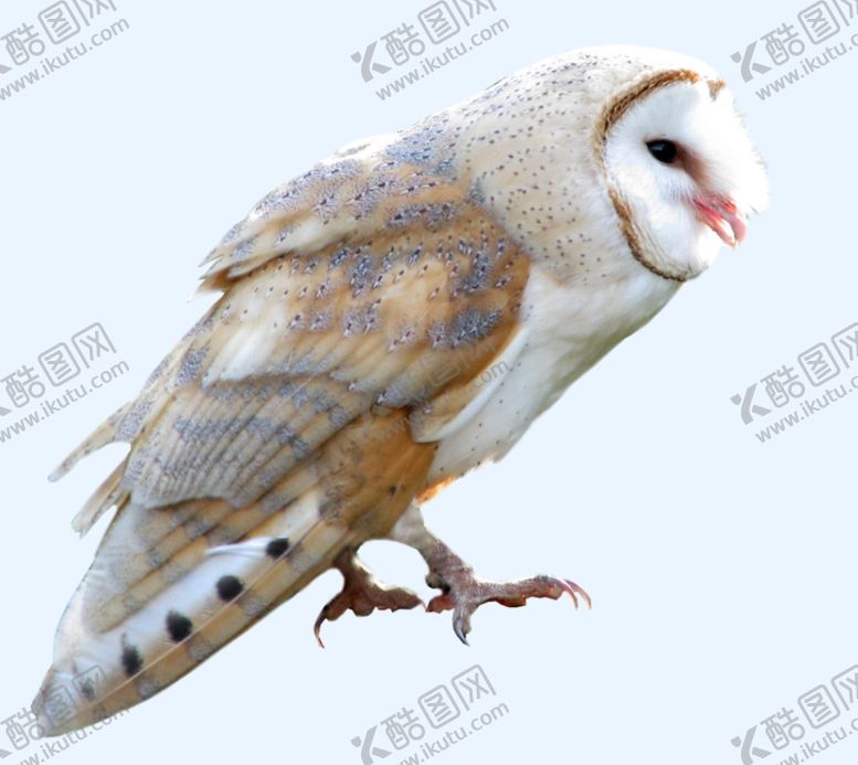 编号：78676212102344356325【酷图网】源文件下载-猫头鹰