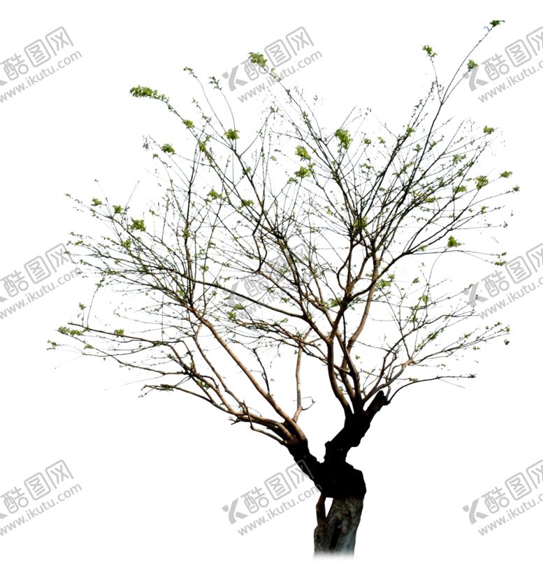 编号：92961010082253217223【酷图网】源文件下载-春天的树
