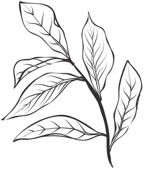 手绘植物花卉