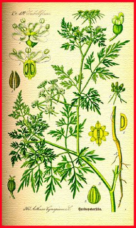 清新植物清新花