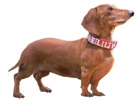 腊肠犬