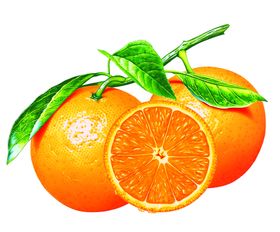 橙子水果设计素材食品