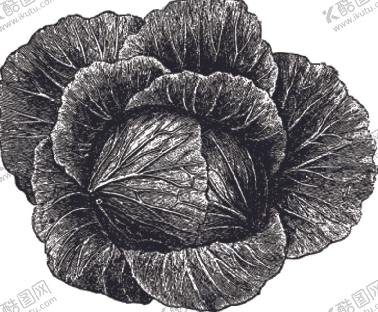 编号：10624009300901253779【酷图网】源文件下载-素描手绘蔬菜