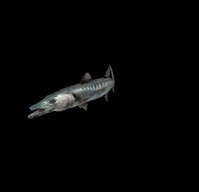海洋生物