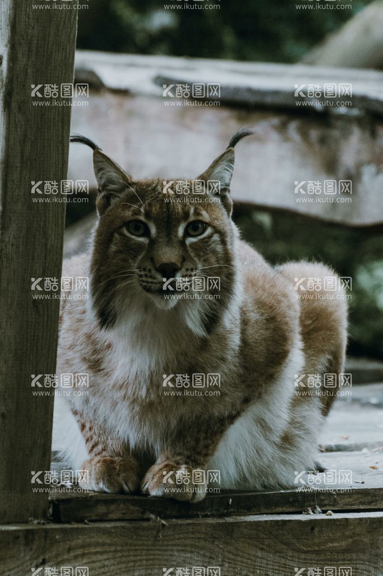 编号：41944612220218283356【酷图网】源文件下载-猞猁