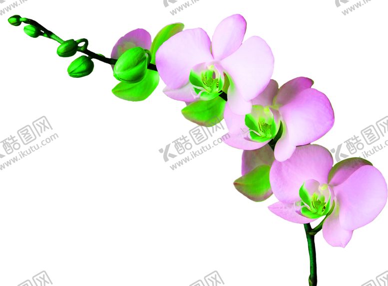 编号：89982606280146479514【酷图网】源文件下载-花素材