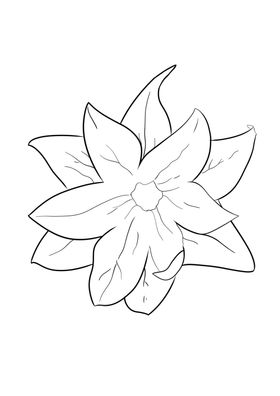 手绘花手绘花线线稿