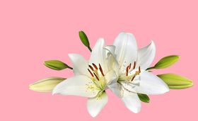 百合花白纯洁黄