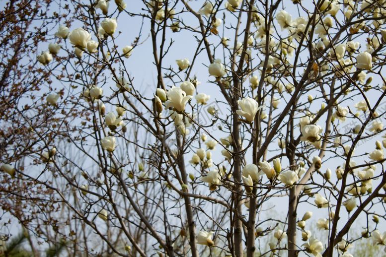 编号：76183510021506126615【酷图网】源文件下载-玉兰