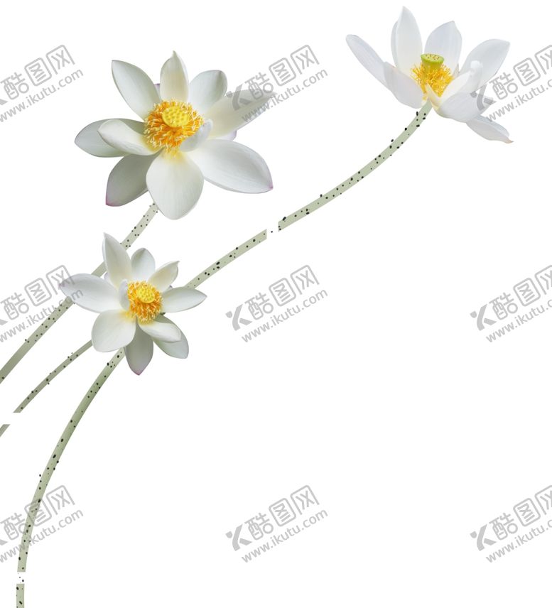 编号：46405710161553264137【酷图网】源文件下载-荷花