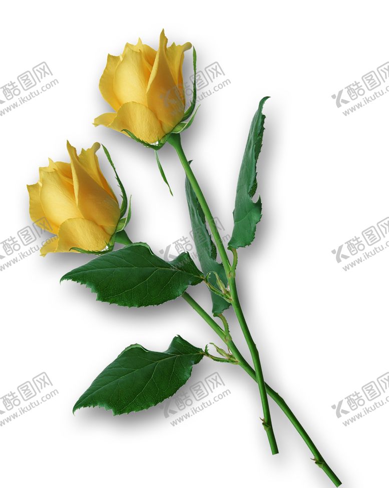 编号：89825606291141311182【酷图网】源文件下载-植物